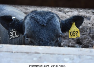 Sampson The Bull Peers Through A Crack In The Fence.