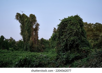 Samur Liana Forest In Summer In Dagestan