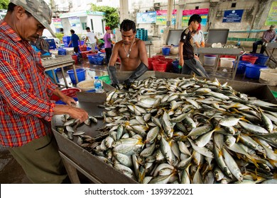 Samutsakorn Thailand - September8,2018 : Worker Collecting Size And Kind Of Fish Was Catching From Fishery Boat At Mahachai District Important Fishery Industry Outskirt Bangkok Thailand Capital