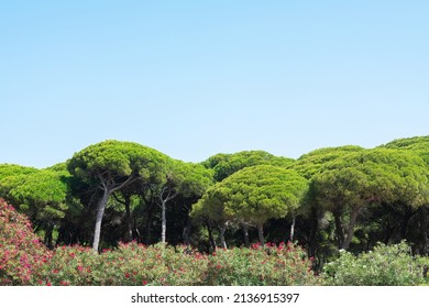 San Anton Pine Forest In Puerto Sherry Located In The Town Of El Puerto De Santa María, In The Bay Of Cadiz. Andalusia. Spain. Europe.
