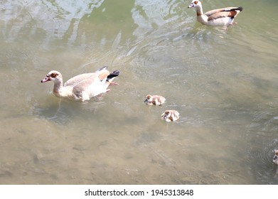 San Antonio River Ducks In Brackenridge Park