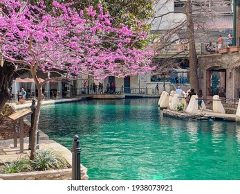 San Antonio, Texas  USA - March 16, 2021: View Of The San Antonio River Walk. Sunny Day. Famous Tourist Place. Pink Blooming Tree By The River