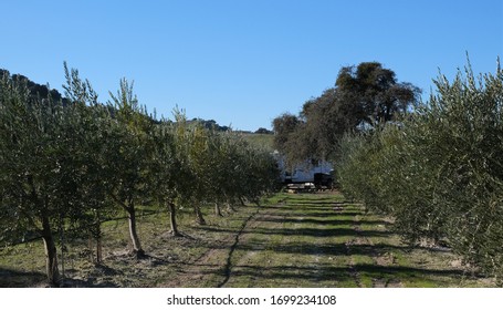 San Ardo, Central California Olive Trees In The Winter After Harvest Against Blue Sky.