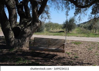 San Ardo, Central California Olive Trees In The Winter After Harvest Against Blue Sky.