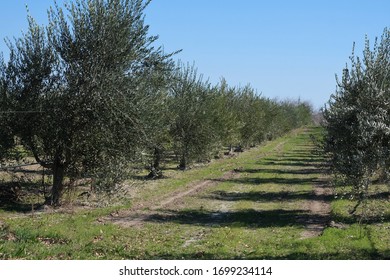 San Ardo, Central California Olive Trees In The Winter After Harvest Against Blue Sky.