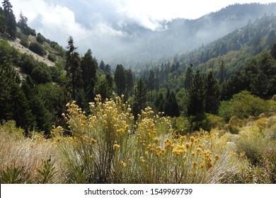 San Bernardino Mountains, forest view, landscape, California.         