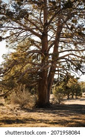 San Bernardino National Forest Tree California