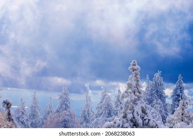 San Bernardino Snowy Tree Tops