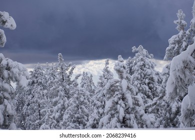 San Bernardino Snowy Tree Tops