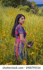 San Carlos Sija, Quetzaltenango, Guatemala, August 30, 2020, Woman In Typical Mayan Costume Stands In The Middle Of Sowing Wheat With Hat And Mask In Hand