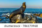 San Diego, California - USA. Close up of a Californian sea lion (Zalophus californianus) posing on a rock in the reefs of La Jolla beach.