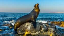 San Diego, California - USA. Close Up Of A Californian Sea Lion (Zalophus Californianus) Posing On A Rock In The Reefs Of La Jolla Beach.