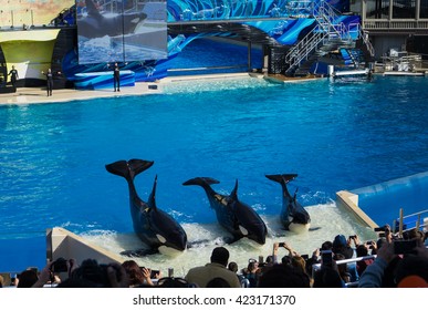 1,321 Orca Whale Seaworld Images, Stock Photos & Vectors | Shutterstock
