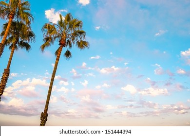 San Diego Palm Trees And Blue Sky, San Diego Southern California