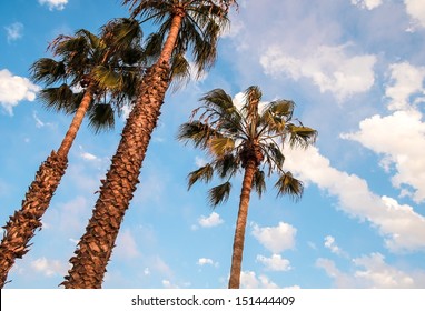 San Diego Palm Trees And Blue Sky, San Diego Southern California