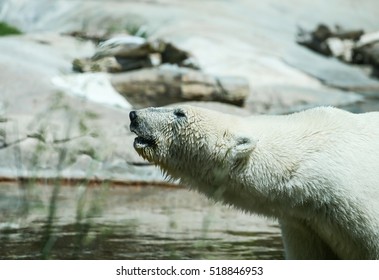 SAN DIEGO, USA - MAY 29, 2015: Close-up In Profile Of A Polar Bear In The San Diego Zoo Standing In The Water.