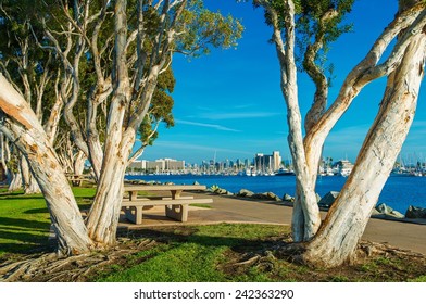 San Diego Waterfront Public Park, Marina and the San Diego Skyline. California, United States. - Shutterstock ID 242363290