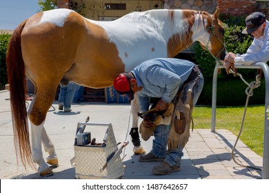 San Dimas, CA / USA - June 16, 2019: Mobile farrier working with horse at customers house.