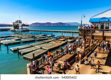 SAN FRANCISCO, CA - SEPTEMBER 20, 2015: Tourists And Sea Lions At Pier 39, San Francisco. Pier 39 Is One Of The Famous Landmarks Of San Francisco. Picture Made During A Motorcycle Road Trip.