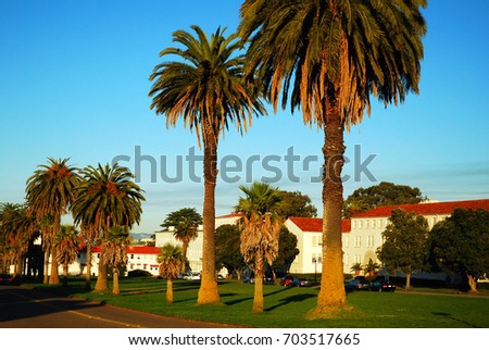 San Francisco, CA, USA January 27 Palm Trees Line a Street in the Presidio, a Former Military Base in San Francisco, California