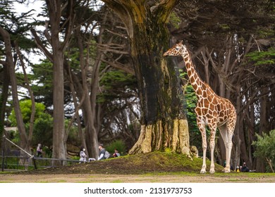 San Francisco, CA, USA - September 26, 2021: Giraffe eating tree bark, San Francisco Zoo. 