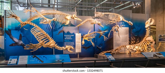 San Francisco, California - March 3, 2019: Skeletons Of Marine Mammals Are Displayed At The California Academy Of Science, At The Golden Gate Park. 