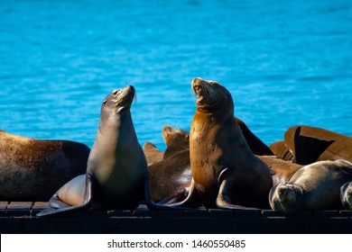 San Francisco, California. Pier 39, Fishermans/ Fisherman's Wharf. Group of California Sea Lions/Seals relaxing, sunbathing and barking on a pier by the ocean on a sunny summer day.