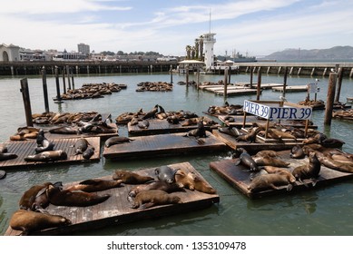 San Francisco, California, USA - April 28th 2008: Sea Lions Enjoying The Day On Pier 39 At Fisherman's Wharf SF.