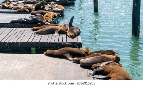 San Francisco, California, USA, August 2019: Sea lions resting in Pier 39, the fisherman's wharf in San Francisco, California, United States of America