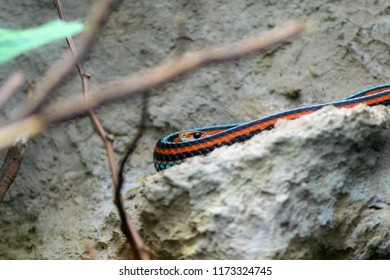 San Francisco Garter Snake