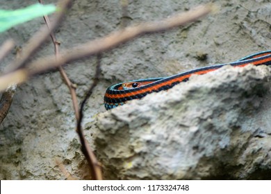 San Francisco Garter Snake