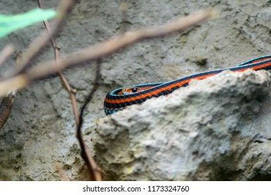 San Francisco Garter Snake