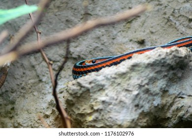 San Francisco Garter Snake