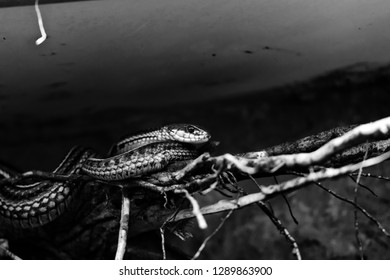 San Francisco Garter Snake