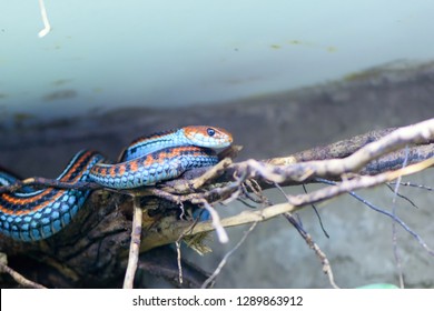 San Francisco Garter Snake