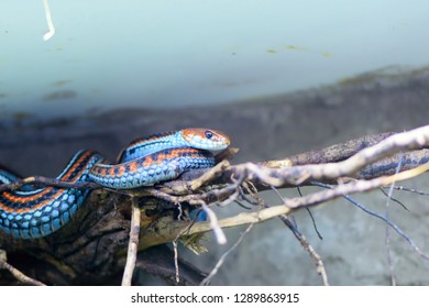 San Francisco Garter Snake