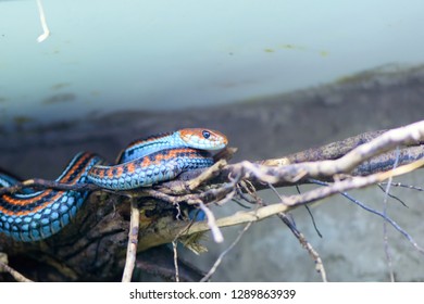 San Francisco Garter Snake