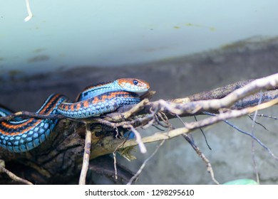 San Francisco Garter Snake