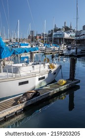 SAN FRANCISCO, UNITED STATES - Aug 03, 2021: A vertical shot of sea lion lying on a pier against boats moored in San Francisco, USA