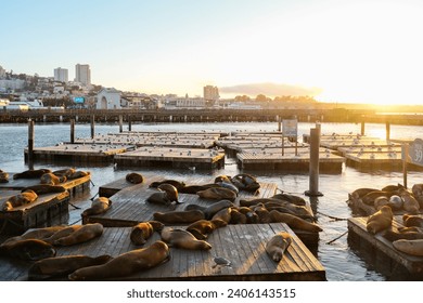 San Francisco, USA: 26 September 2023: Sea Lions during Sunset at Pier 39, Fisherman's Wharf - Powered by Shutterstock