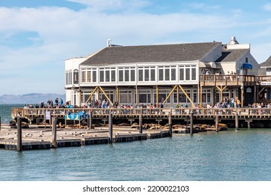 San Francisco, USA - June 7, 2022: Sea Lions At Pier 39 A Popular Tourist Attraction In San Francisco, California, United States. Pier 39 Is Located At The Edge Of Fisherman's Wharf.