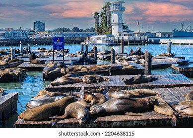 San Francisco, USA. November 2015. Sea Lions Lazily Lying On The Wooden Platforms In Pier 39 In SF.