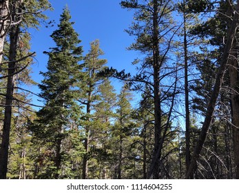 San Gorgonio Forest.  Hike Through San Gorgonio Mountain