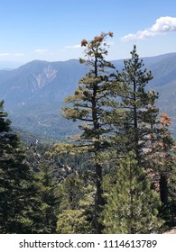 San Gorgonio Mountain Hike And Trees