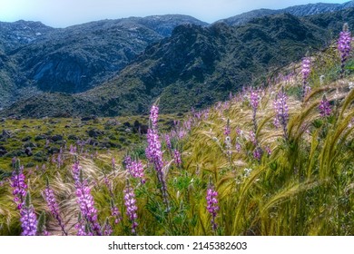 San Jacinto Mountains In Spring