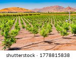 The San Joaquin Valley covers a huge part of Central California, and is the heart of  agriculture in California. Young orange trees grow in one of the orchards in the valley, near Clovis and Fresno.