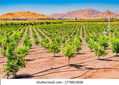 The San Joaquin Valley Covers A Huge Part Of Central California, And Is The Heart Of  Agriculture In California. Young Orange Trees Grow In One Of The Orchards In The Valley, Near Clovis And Fresno.