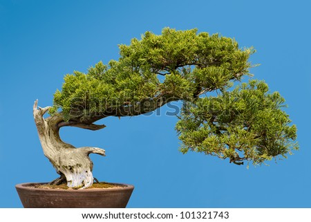 San Jose Juniper (Juniperus chinensis 'San Jose') bonsai