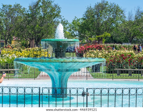 San Jose Municipal Rose Garden Rose Stockfoto Jetzt Bearbeiten