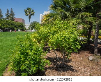 San Jose State University Is A Comprehensive Public University Located In San Jose, California.